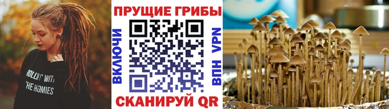 Галлюциногенные грибы Cubensis  купить  цена  Дрезна 